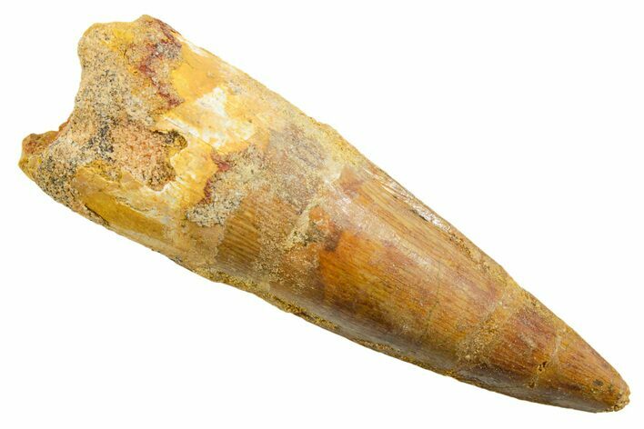Fossil Spinosaurus Tooth - Real Dinosaur Tooth #364208